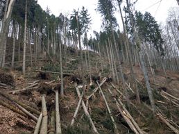 Windwurf im Bannwald Grabs, Burglind Januar 2018
