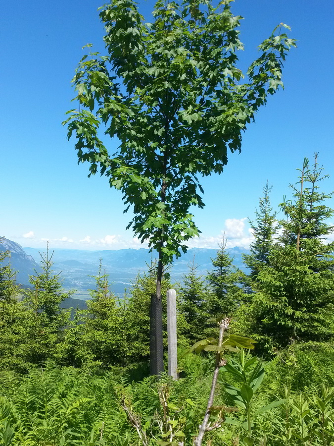 Einzelschutz für den Bergahorn